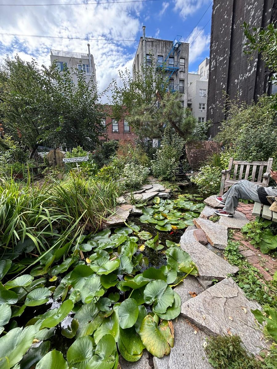 The pond at La Plaza Cultural, lily pads and ferns below the surrounding buildings.
