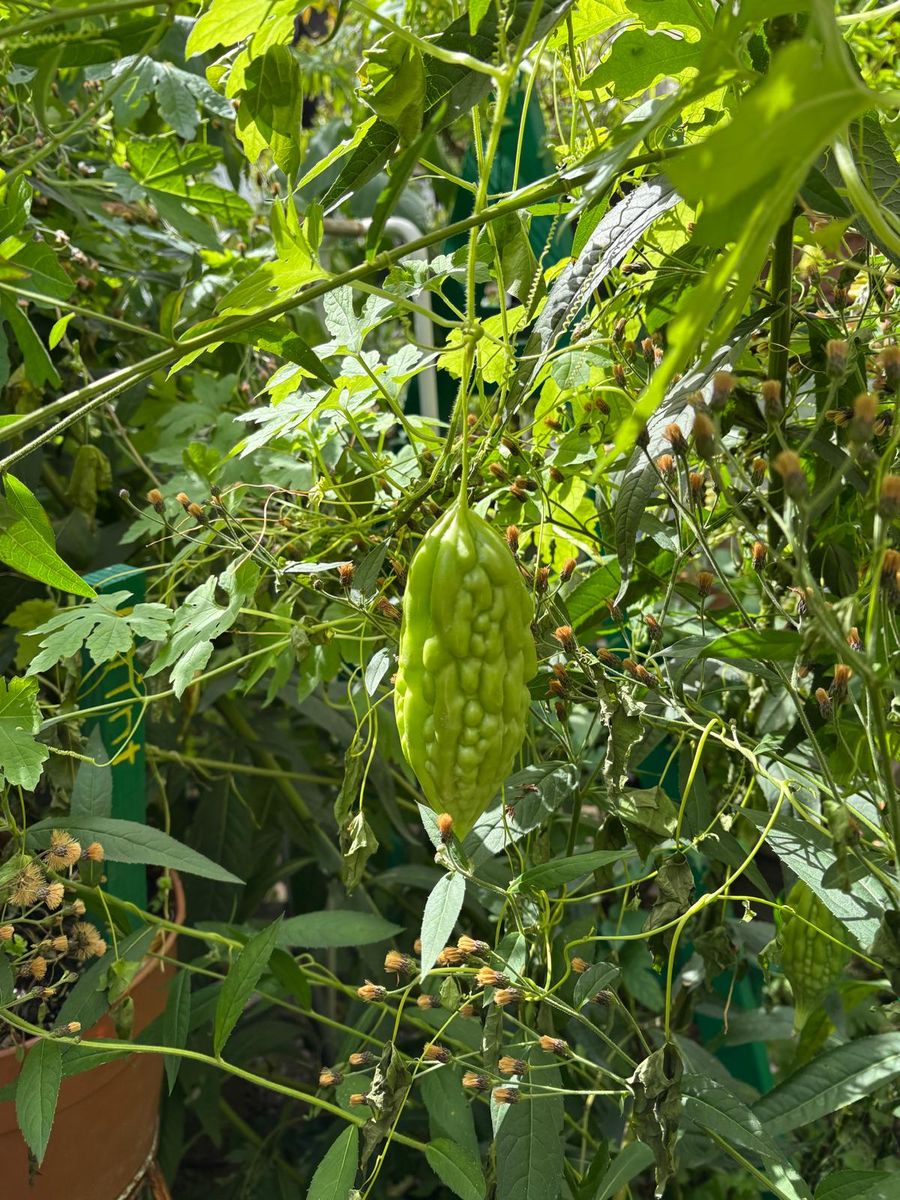 A bitter melon hanging among the leaves at 6 & B.